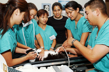 Veterinary Health & Safety with Safety Priorities